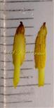  Stamens